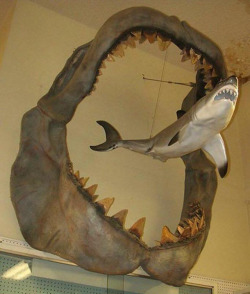sixpenceee:  A comparison showing the size of an ancient Megalodon compared to a modern day Great White shark. (Source)