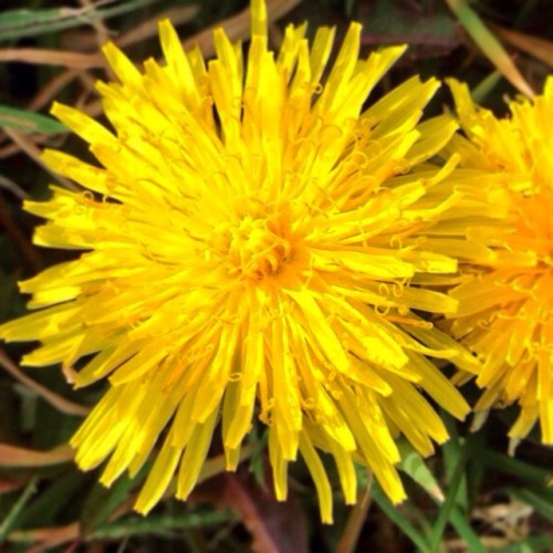 Celebrate &lsquo;everyday&rsquo; nature as much as the rare. Like this beautiful #dandelion.
