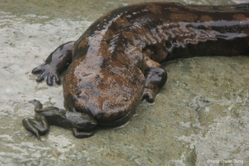 lovingexotics: Chinese Giant Salamander Andrias davidianus Source: Here @aroace-shitposter That&