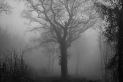 superbnature:  The eerie tree by Scott Baldock http://flic.kr/p/meX9bf