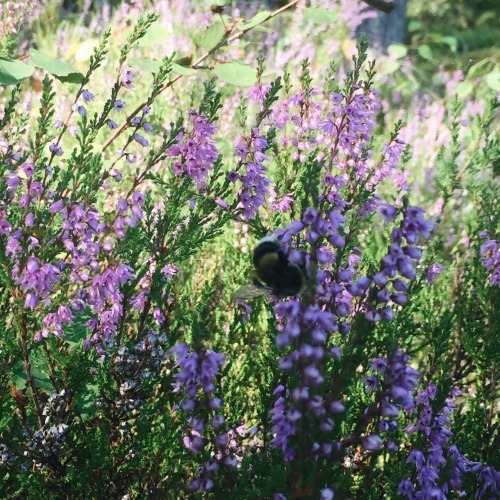 artsheila:on my way to pick some raspberries I met a bumble bee pollinating heathers