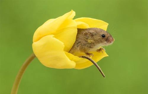 the-sunflower-one:Miles Herbert, 52, captured the sweet snaps as the harvest mice played inside the 