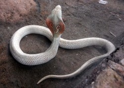 sixpenceee:  The above are albino cobras.  