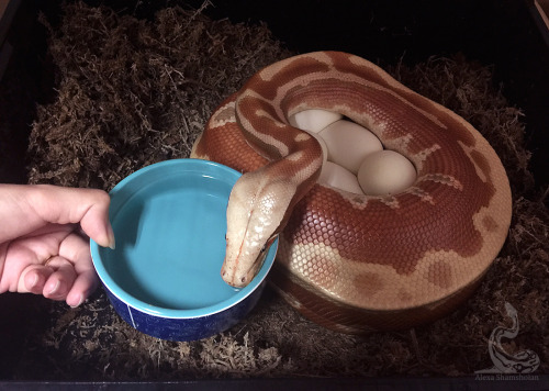 fimbry: I didn’t think Snakey was drinking despite having the dish right beside her, so I held the d