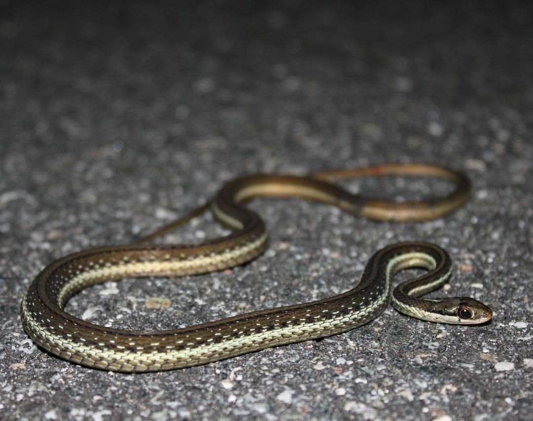 ls2swift:
“Ribbon Snake (Thamnophis sauritus) #herping #florida #nature #wildlife #fieldherping #wildlifephotography #herpetology #herpsofig #herpingtheglobe #research #wild #nature #biology #canon #snake #citsci #herpmapper (at Florida)
”