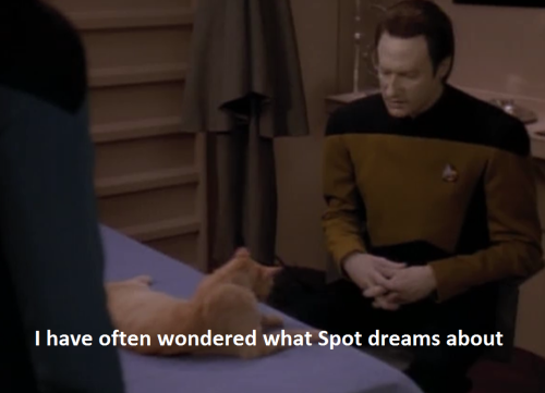 pelvicsorcery90:Nothing you can say can convince me that Data did not later take Spot to the holodeck and programmed the computer to create a field with long grass and plenty of mice.  He watched his kitty have the time of her life hunting holographic