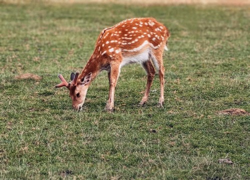 Fallow Deer