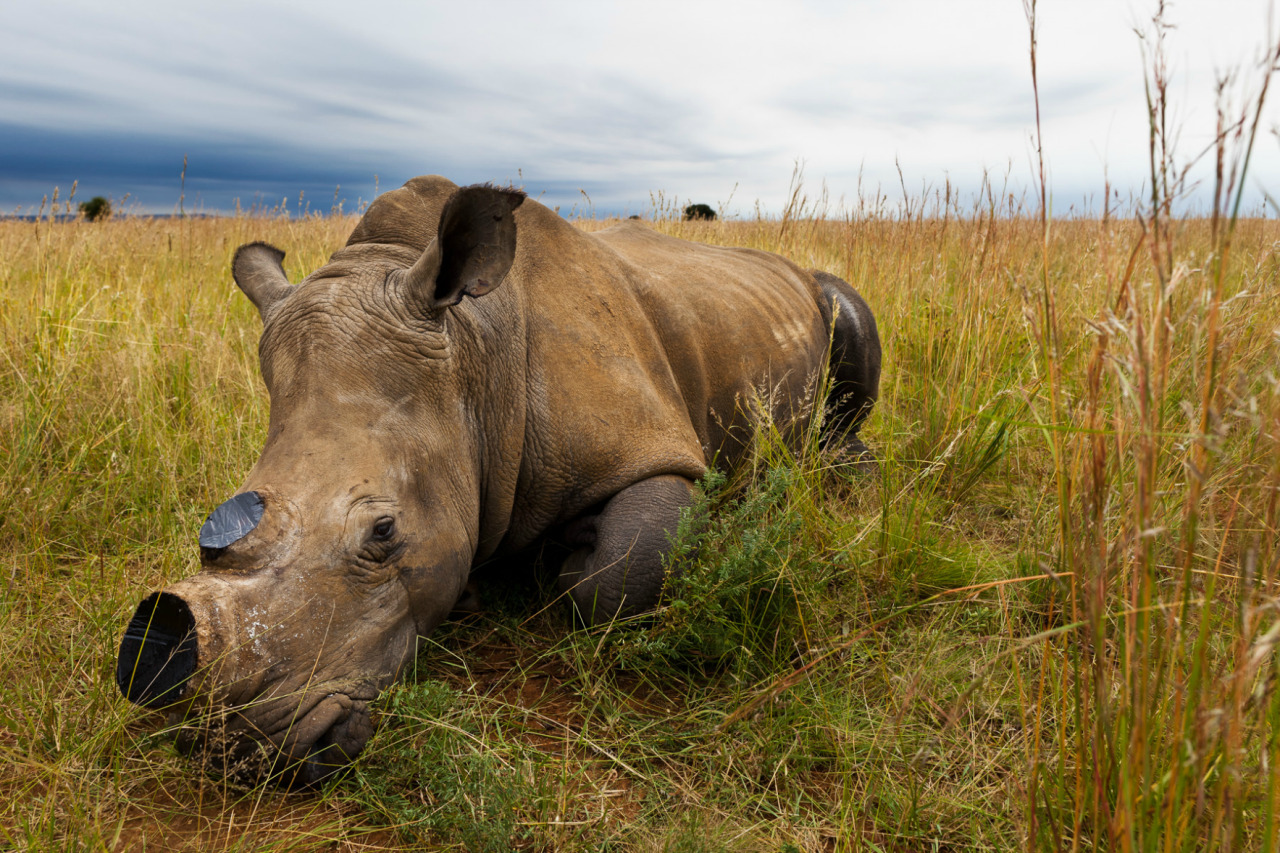 nubbsgalore:  september 22 is world rhino day, meant to raise awareness about the