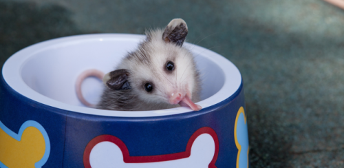 possumoftheday: Today’s Possum of the Day has been brought to you by: Mugs!