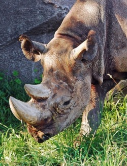 funkysafari:  Rhino by Mark…L