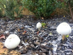 Mushrooms on the reg at my mates place.  