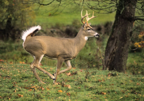 doomhound:whitetail deer moodboard for @irlnate ! 