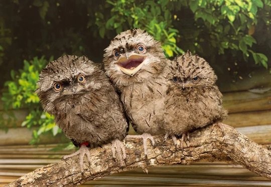 bogleech:jaubaius:  This tiny Tawny Frogmouth chick arrived at the Wildlife Hospital at only a few days old and needed some expert care to prepare for adulthood without his parents.SourceMore   Dinosaurs went and got like that