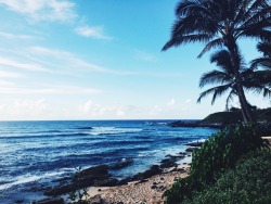 amyliarae:  hawaiʻi > everything