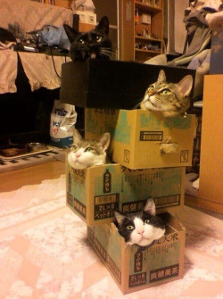 awwww-cute:  &ldquo;Where should I put these cats?&rdquo; &ldquo;Oh, just stack them anywhere 