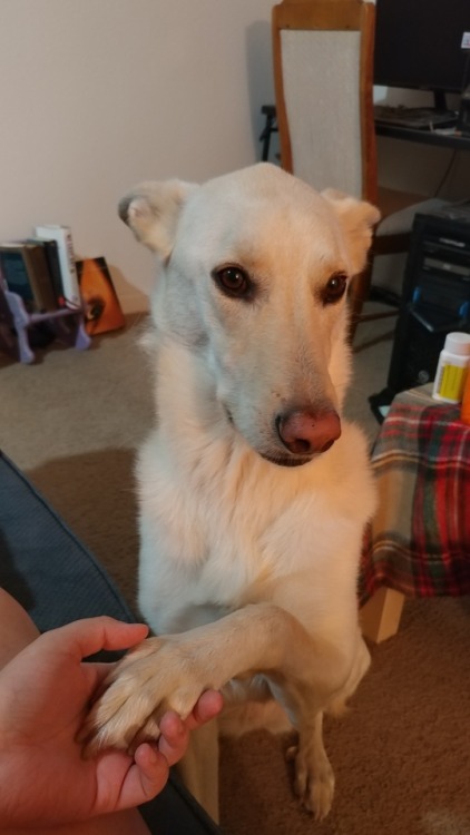 My dog is such a little lady. She sits in front of me and always gives me her paw for no reason lol