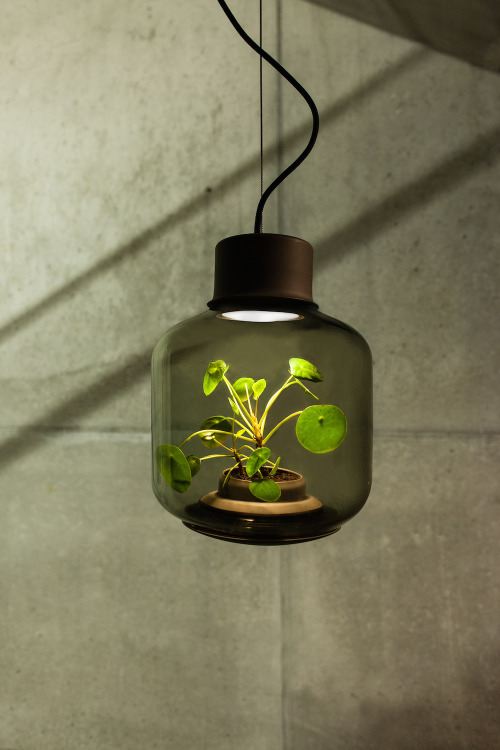 Terrarium Lamps by Nui Studio