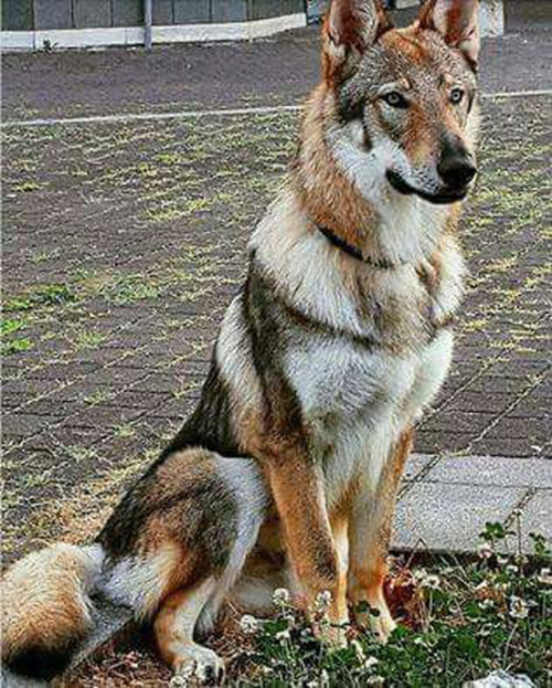 farm dog