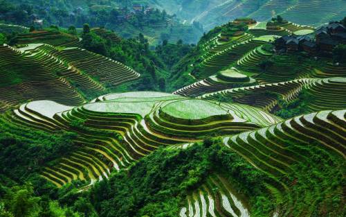 thetruecitrusu:sixpenceee:China’s rice terraces are absolutely stunning. This is located in Lóngshèn
