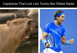 tastefullyoffensive:  See more at Capybaras That Look Like Rafael NadalPreviously: Celebrities Who Look Like Mattresses 