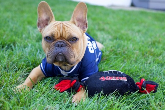 house divided dog jersey