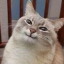 roriicats
