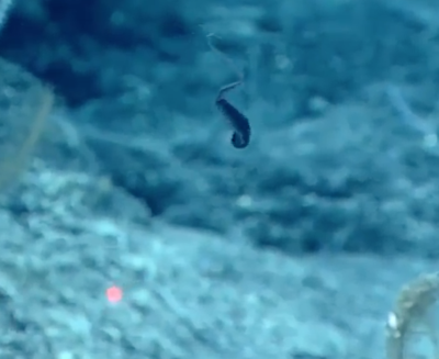 nitlon:  nitlon:  nitlon:  nitlon:  nitlon:  nitlon:  nitlon:  nitlon:  nitlon:  nitlon:  nitlon:  nitlon:  ok psa NOAA is literally livestreaming deep sea exploration footage from one of their submersibles!!! like right now!!! you can watch them discover