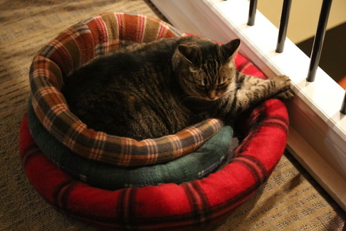 I’m editing pictures from Fangsgiving, but meanwhile please enjoy this elegant fluffpile. 