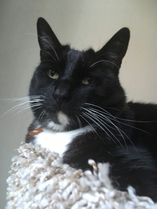 tuxedokitty-tony:  