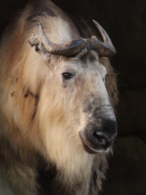 sdzoo:Takins, like giant pandas, are considered national treasures in China. (photo by Mary-Ellen Jo