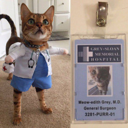 makilikesflowers:  meowingtonsco: “Yes hello I’m here to do your CAT scan.” See More: Meowingtons.com   @thischarmingmannequin  General surgeons don&rsquo;t do cat scans.