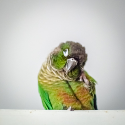 superziggy:  conureconure:  Youpi, Luciole and Sigrinn on the door.  so precious <3 