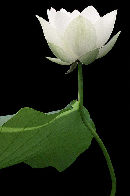 kuurisumasu:  Lotus Flower by Bahman Farzad on Flickr. 