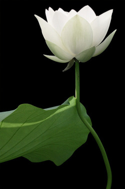 kuurisumasu:  Lotus Flower by Bahman Farzad