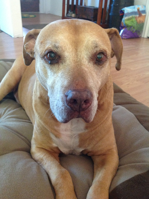 sephiramy:  Okay guys.. I’ve never done this before. Please bear with me. This is our family dog, Arnold! As you can probably tell, he is a pit-mix. While he has had a few health issues over the past few years, we have struggled through it with him