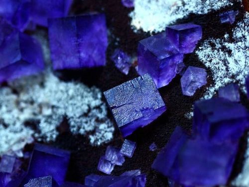 ggeology:  Fluorite cubes // Mapimi, Durango, Mexico