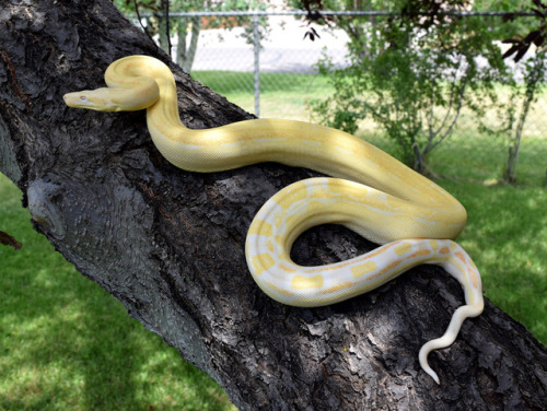 Weir is a beautiful lady, even without any eyes~(Female Boa imperator - Sharp Albino Motley)