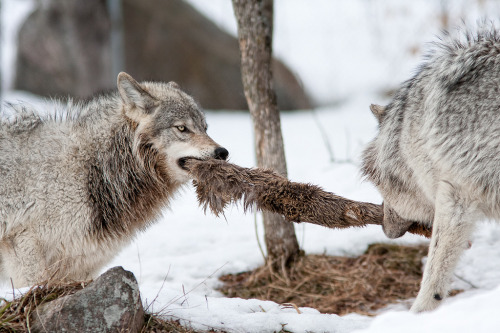 wolveswolves:  By Gaëtan Bourque