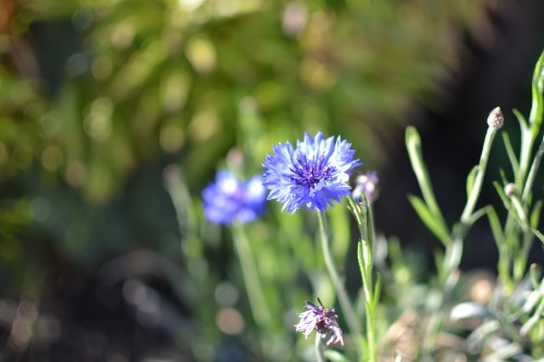 the puppy and i went for a walk and saw a lot of dregs of flowers and other octobery things.