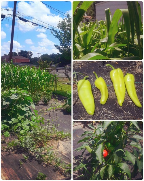 Mooooar! Garden! My corn and sunflowers are at least 6ft and neither has even started putting out fl