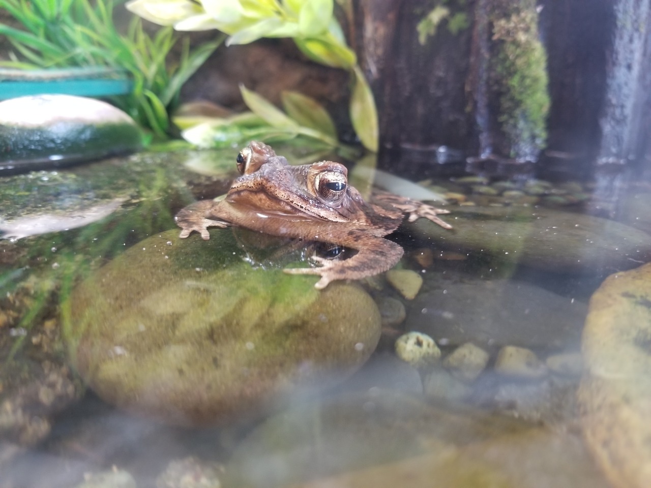 snowflakeeel: snowflakeeel: some lady called the toad that we have at work “ugly