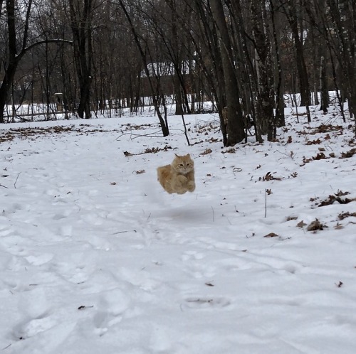 picturetakingguy:HoverCat – Butter loves playing speed racer in the snow