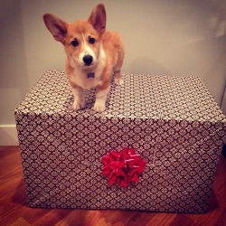 corgisandboobs:  corgiaddict:  Cheddar is ready for the holidays! Submitted by cheddar.is  &ldquo;This better not be a fucking cat.&rdquo;
