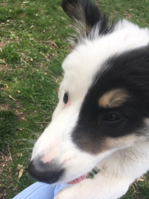 nurse-peach: im thinking about this puppy i met at the dog park today the last pic is her jumping on