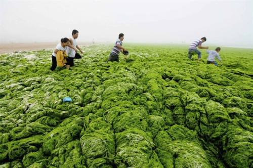 Enormous algae bloom in ChinaIn this image, residents of the city of Qingdao in Shandong province, C