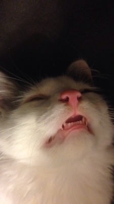 unflatteringcatselfies:  This is Leo- I was not sure which is better! 