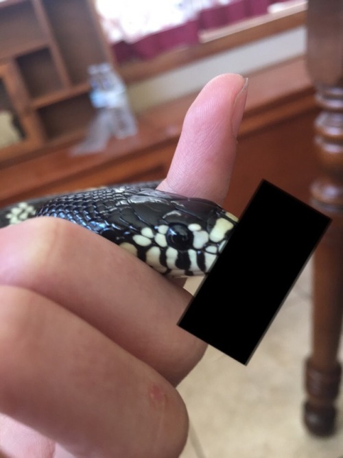 the-love-of-snakes:Not Snake For Work