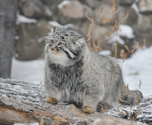 Pallas Cat Appreciation (via larisa4223850)