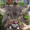 XXX happyheidi:~ Flowercows ♡ 🌷🐄 🍃 photo