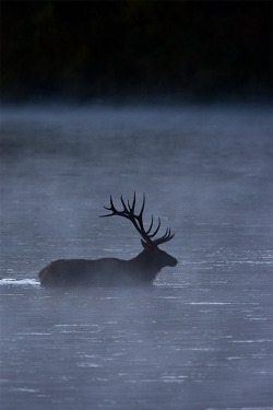 funkysafari:  Elk In The Mist by Stephen